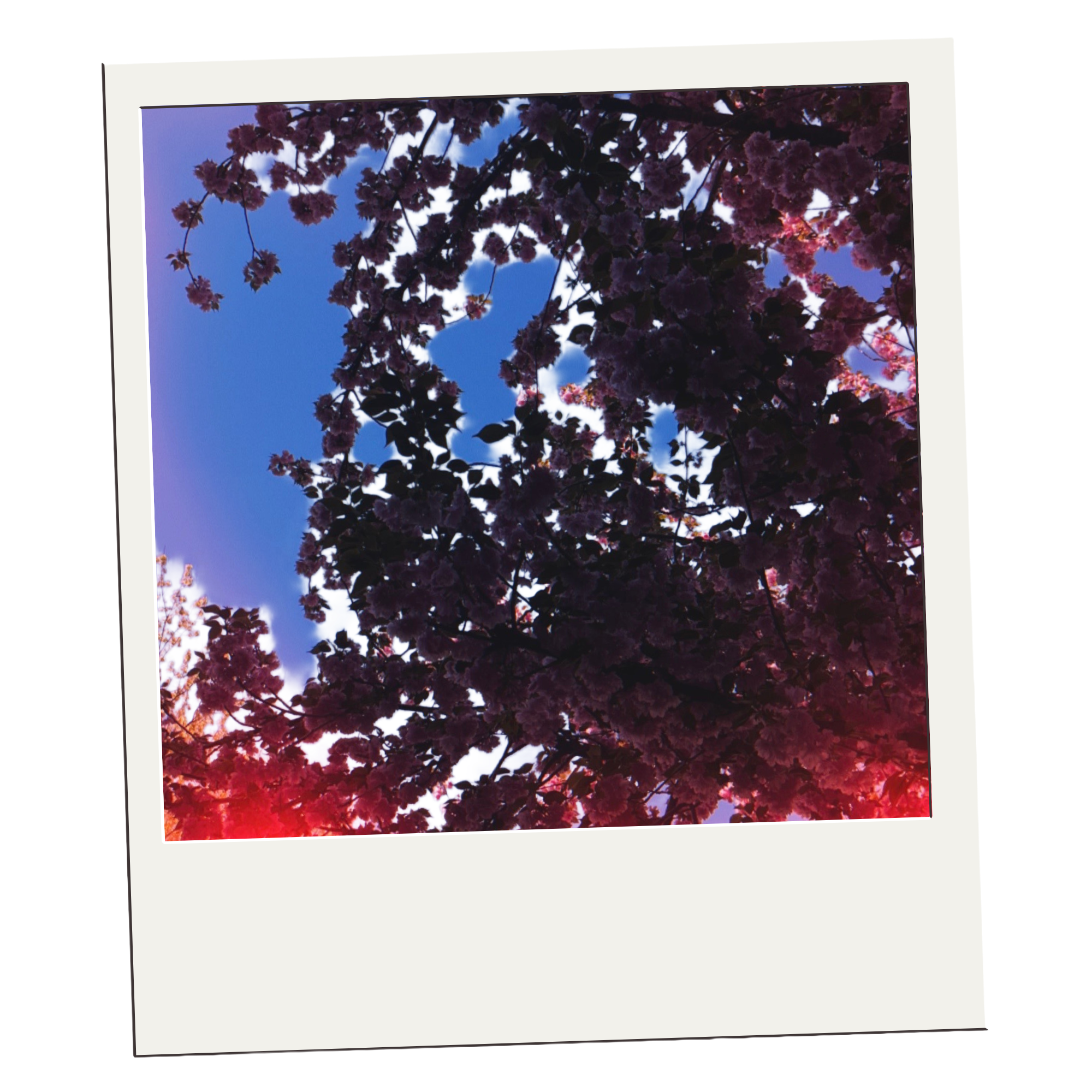 Polaroid-style self portrait artwork